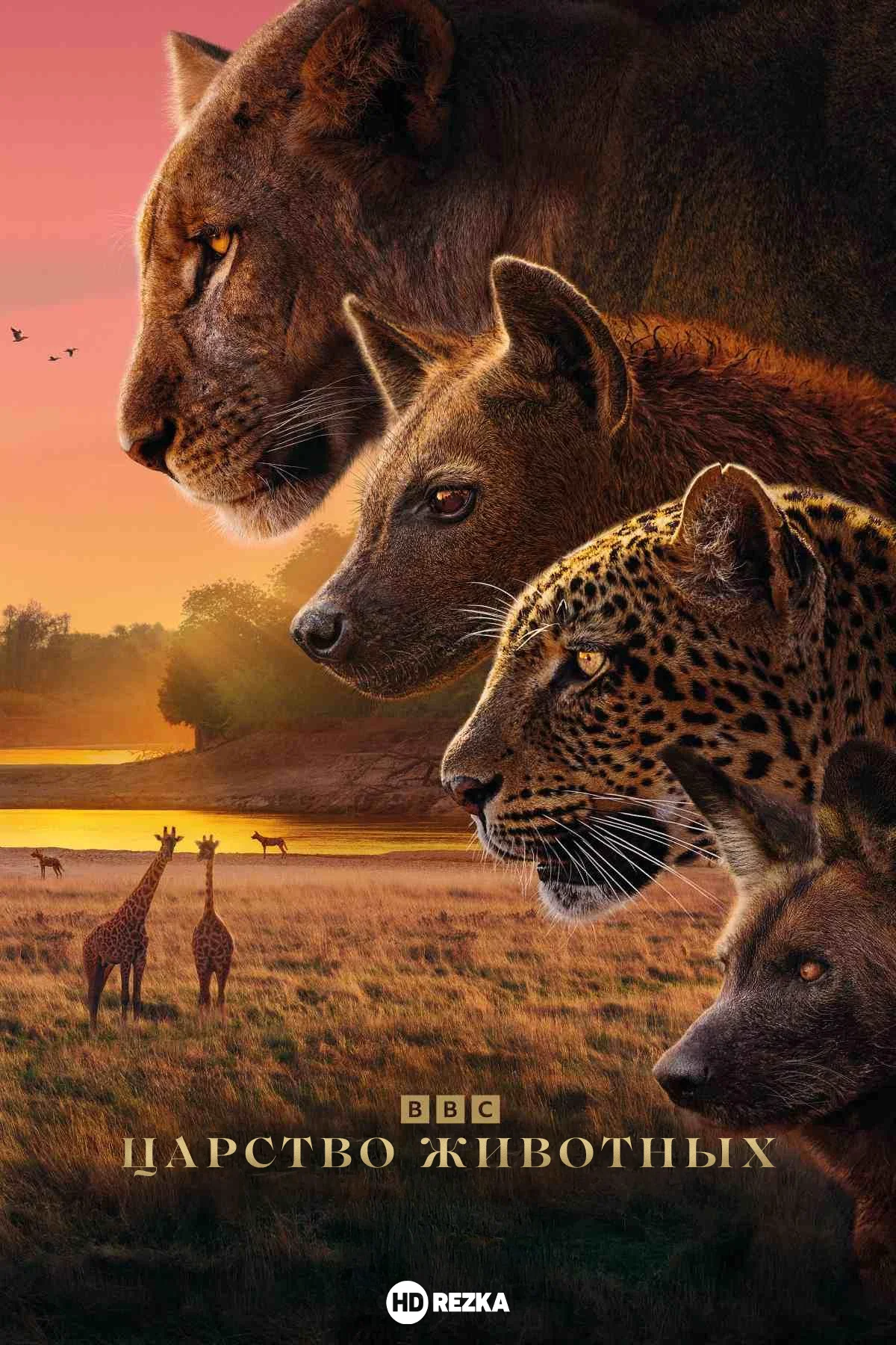 Царство животных в hd качестве