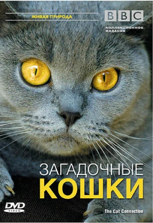 BBC: Загадочные кошки в hd качестве